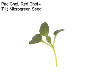 Pac Choi, Red Choi - (F1) Microgreen Seed