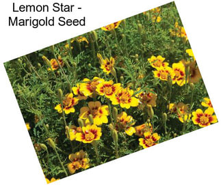 Lemon Star - Marigold Seed