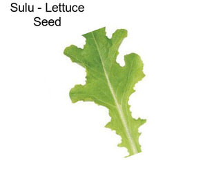 Sulu - Lettuce Seed