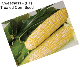 Sweetness - (F1) Treated Corn Seed