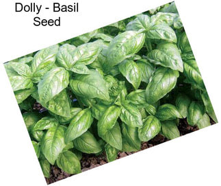 Dolly - Basil Seed