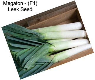 Megaton - (F1) Leek Seed