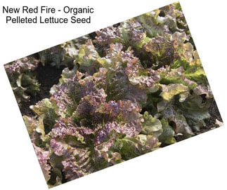 New Red Fire - Organic Pelleted Lettuce Seed