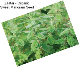 Zaatar - Organic Sweet Marjoram Seed