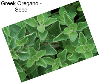 Greek Oregano - Seed