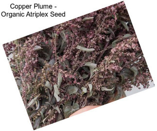 Copper Plume - Organic Atriplex Seed