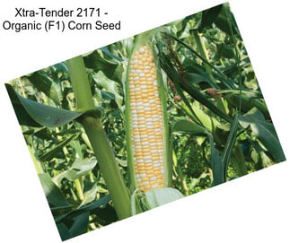 Xtra-Tender 2171 - Organic (F1) Corn Seed