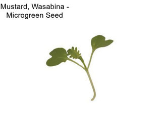 Mustard, Wasabina - Microgreen Seed