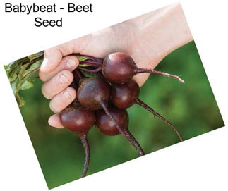 Babybeat - Beet Seed