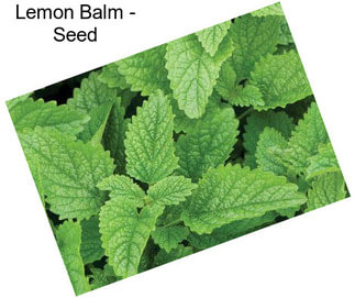 Lemon Balm - Seed