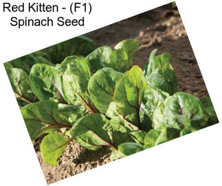 Red Kitten - (F1) Spinach Seed