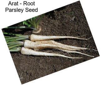 Arat - Root Parsley Seed