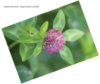 Medium Red Clover - Organic Cover Crop Seed