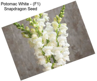 Potomac White - (F1) Snapdragon Seed