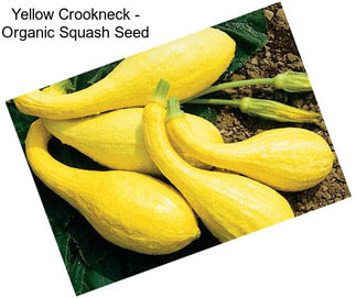 Yellow Crookneck - Organic Squash Seed