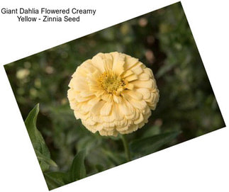 Giant Dahlia Flowered Creamy Yellow - Zinnia Seed