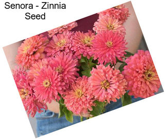 Senora - Zinnia Seed
