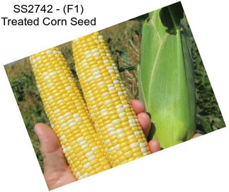 SS2742 - (F1) Treated Corn Seed