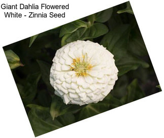 Giant Dahlia Flowered White - Zinnia Seed