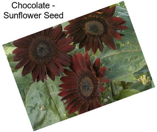 Chocolate - Sunflower Seed