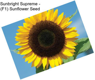 Sunbright Supreme - (F1) Sunflower Seed