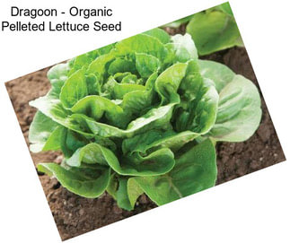 Dragoon - Organic Pelleted Lettuce Seed