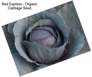Red Express - Organic Cabbage Seed
