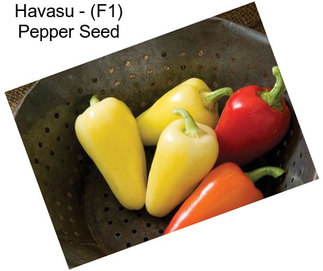 Havasu - (F1) Pepper Seed