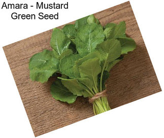 Amara - Mustard Green Seed