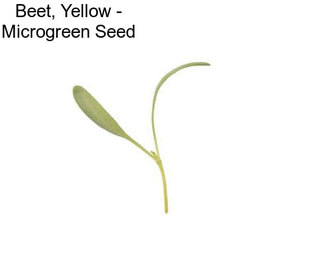 Beet, Yellow - Microgreen Seed
