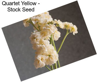 Quartet Yellow - Stock Seed