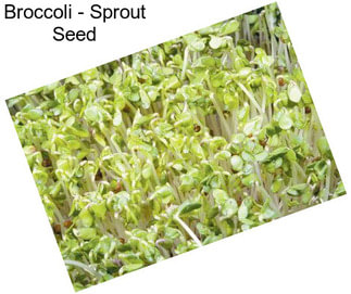 Broccoli - Sprout Seed