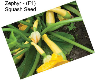 Zephyr - (F1) Squash Seed
