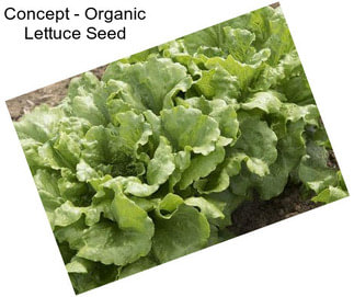 Concept - Organic Lettuce Seed