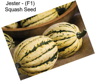 Jester - (F1) Squash Seed