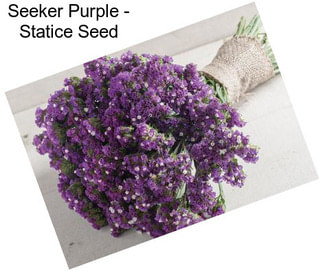 Seeker Purple - Statice Seed