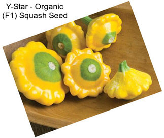Y-Star - Organic (F1) Squash Seed