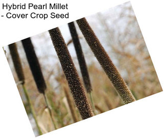 Hybrid Pearl Millet - Cover Crop Seed