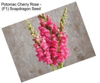 Potomac Cherry Rose - (F1) Snapdragon Seed