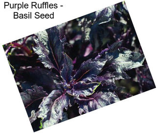 Purple Ruffles - Basil Seed