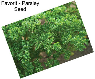 Favorit - Parsley Seed