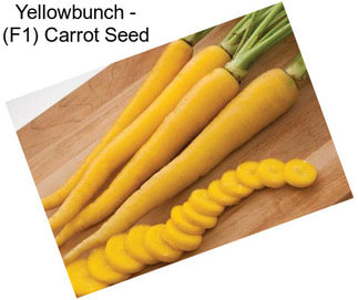 Yellowbunch - (F1) Carrot Seed