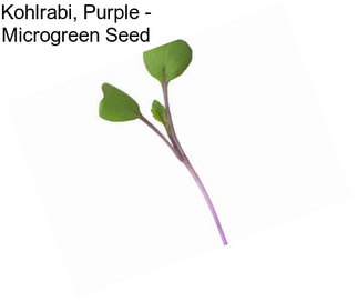 Kohlrabi, Purple - Microgreen Seed