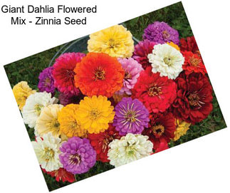 Giant Dahlia Flowered Mix - Zinnia Seed