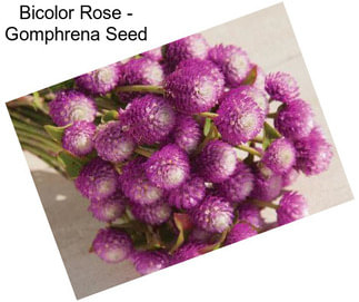 Bicolor Rose - Gomphrena Seed