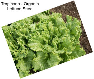 Tropicana - Organic Lettuce Seed