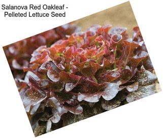 Salanova Red Oakleaf - Pelleted Lettuce Seed