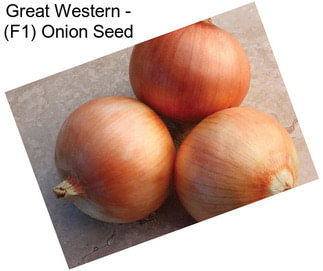Great Western - (F1) Onion Seed