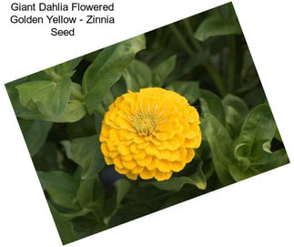 Giant Dahlia Flowered Golden Yellow - Zinnia Seed