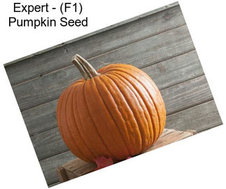 Expert - (F1) Pumpkin Seed